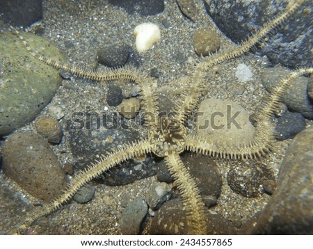 A brittle star (Ophiocoma brevipes) crawls at the intertidal zone of Pacific. Royalty-Free Stock Photo #2434557865