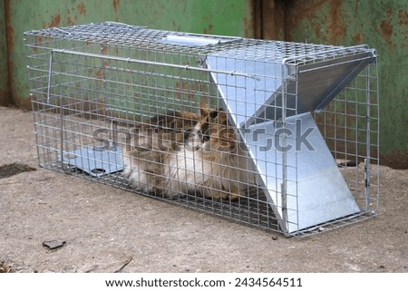 A stray cat caught in a cat trap cage Royalty-Free Stock Photo #2434564511