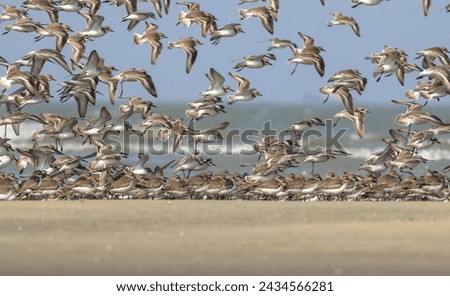 Mixed flock of shorebirds.this photo was taken from Bangladesh. Royalty-Free Stock Photo #2434566281