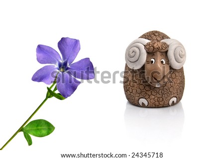 funny lamb looking at violet spring flower