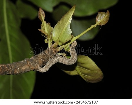 An inchworm of unknown species feeds on the country almond (Terminalia cattapa) at night. Royalty-Free Stock Photo #2434572137