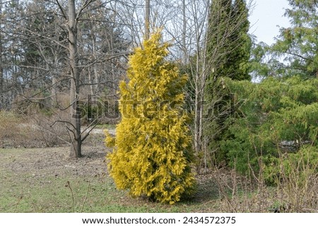 Yellow young shoots thuja occidentalis growing in garden. Evergreen coniferous tree twigs of western thuja salland. Nature concept for design family cupressaceae. Yellow-green foliage on branch. Royalty-Free Stock Photo #2434572375