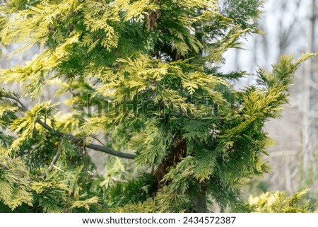 Yellow young shoots thuja occidentalis growing in garden. Evergreen coniferous tree twigs of western thuja salland. Nature concept for design family cupressaceae. Yellow-green foliage on branch. Royalty-Free Stock Photo #2434572387