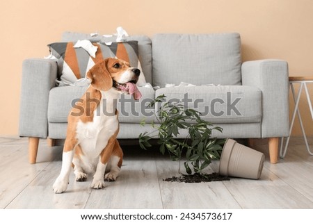 Naughty Beagle dog with torn paper and overturned houseplant sitting in messy living room Royalty-Free Stock Photo #2434573617