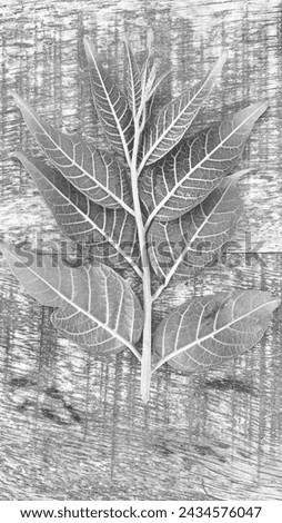 Fresh leaves pattern in black and white background