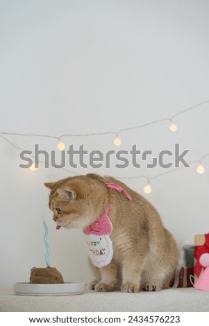 international cat day concept with gold british cat eat food on table with birthday party decoration background Royalty-Free Stock Photo #2434576223