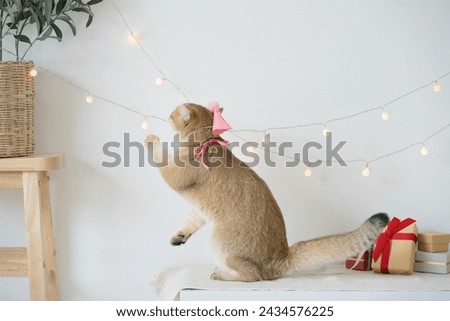 international cat day concept with gold british cat play happy and fun with birthday party decoration Royalty-Free Stock Photo #2434576225