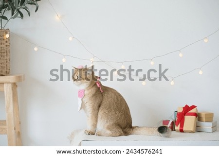 international cat day concept with gold british cat play happy and fun with birthday party decoration Royalty-Free Stock Photo #2434576241