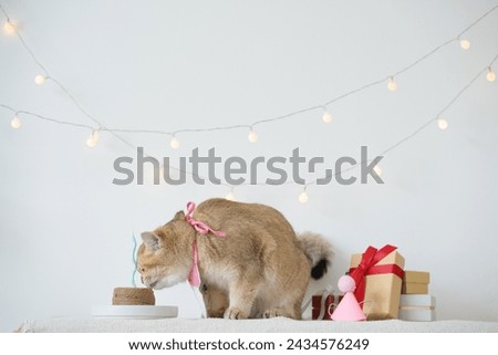 international cat day concept with gold british cat eat food on table with birthday party decoration background Royalty-Free Stock Photo #2434576249