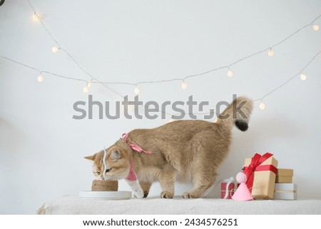 international cat day concept with gold british cat eat food on table with birthday party decoration background Royalty-Free Stock Photo #2434576251