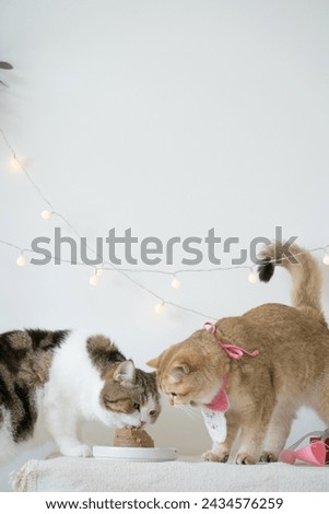international cat day concept with two cat eat food on table with birthday party decoration background Royalty-Free Stock Photo #2434576259