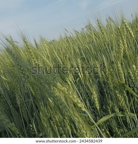 Wheat farms at village Picture 