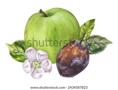 Apple and Plum Watercolor illustration. Hand drawn Fruits with flowers and leaves on isolated background. Botanical clip art painting. Plant drawing for nature print and food packaging design