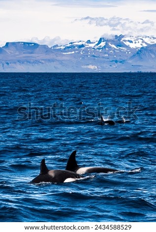 Group of Killer whales off the coast of Iceland on a sunny midsummer whale watching boat trip. Orca (Orcinus orca), is a toothed whale that is the largest member of the oceanic dolphin family.  Royalty-Free Stock Photo #2434588529