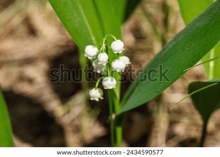 Lily of the valley in nature. Forest, wildlife, outdoor concept. Beauty blooming, selective focus, flat lay, macro