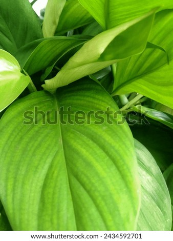 Betel leaf or scientific name piper betle linn is a medicinal plant that has many benefits because betel leaves contain antiseptic substances that can kill germs Royalty-Free Stock Photo #2434592701