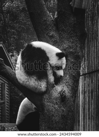 Panda Images Pictures Nature Images Zoo Wildlife Mammal Giant Panda
