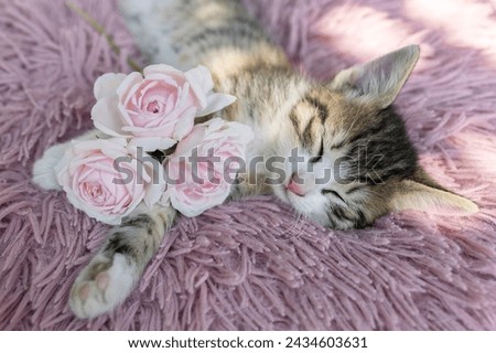 Close-up of a cute tabby kitten sleeping on a pink pillow, three rose flowers nearby. cozy cat childhood, tenderness, cat day. Favorite pet