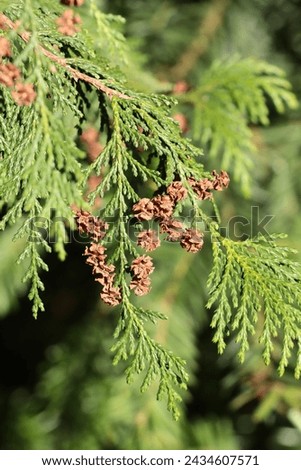 green leaves and brown flowers of Chamacyparis Pisifera evergreen tree-Cupressaceae family
 Royalty-Free Stock Photo #2434607571