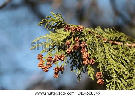 Coniferous tree Chamacyparis Pisifera - Cupressaceae family in park at spring
 Royalty-Free Stock Photo #2434608849