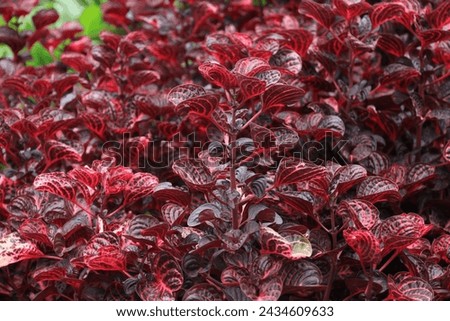 Re coleus in flower-bed, public garden, Milsons Point Royalty-Free Stock Photo #2434609633