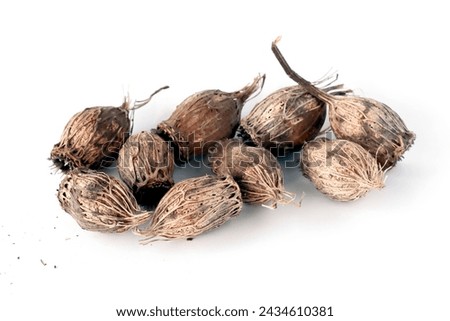 brown dry  seedvessels fruits of Calycanthus occidentals bush
 Royalty-Free Stock Photo #2434610381