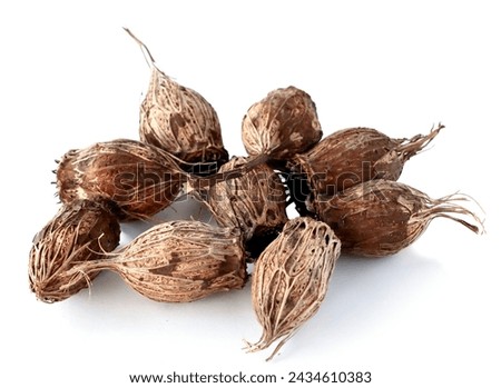 brown dry  seedvessels fruits of Calycanthus occidentals bush
 Royalty-Free Stock Photo #2434610383