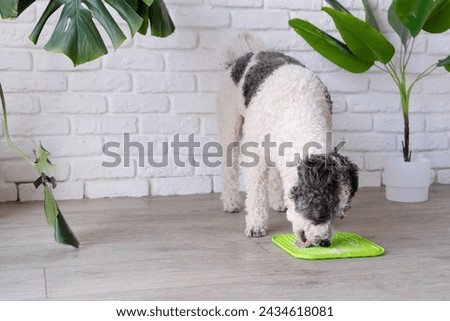 cute dog using lick mat for eating food slowly. snack mat, licking mat for cats and dogs Royalty-Free Stock Photo #2434618081