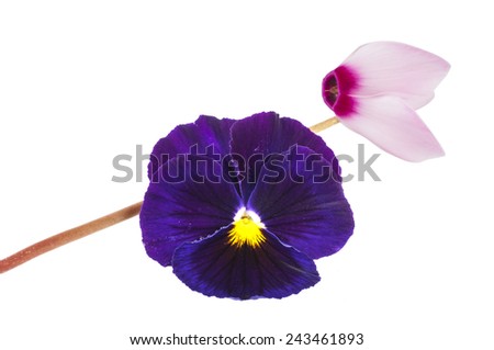 Pansy and  Cyclamen