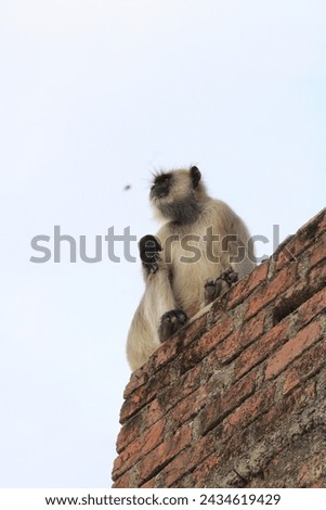 Monkey Is Sitting On the Top of Building. monkey's looking towards blue sky. It a clicked Picture of Wild Animal monkey which is found in the rural area sitting on the terrace of the old brick house. 