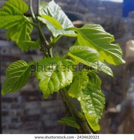Morus alba: White Mulberry, Edible berries,  tree, Sericulture, Heart-shaped leaves. Royalty-Free Stock Photo #2434620321