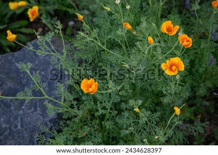 California poppy, Eschscholzia californica, native plant to western USA. Bright orange blossoms growing on rich green foliage. Summer plant in a full bloom season, grown from seeds. 