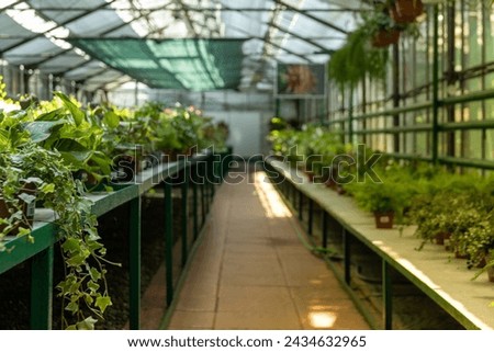 Premises of a green house, a greenhouse with flowers.