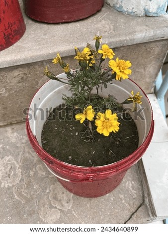  A close-up photo of a small yellow sun flower in a red bucket on the stairs for home decor 