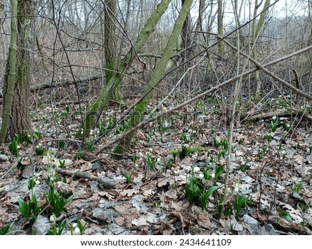 Forest glade with snowdrops in spring. Beautiful landscape with the first spring flowers among forest trees. Snowdrop flowers sprouted among the leaves in the oak forest. Royalty-Free Stock Photo #2434641109