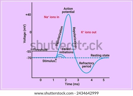 An action potential is a rapid rise and subsequent fall in voltage or membrane potential across a cellular membrane with a characteristic pattern Royalty-Free Stock Photo #2434642999
