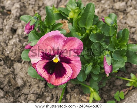 Pansy flower, close up. Viola tricolor, with pink burgundy petals. Colorful garden pansy blossom. Hybrid plant of Violaceae family. Symbol of remembrance, planted on graves, in the cemeteries.