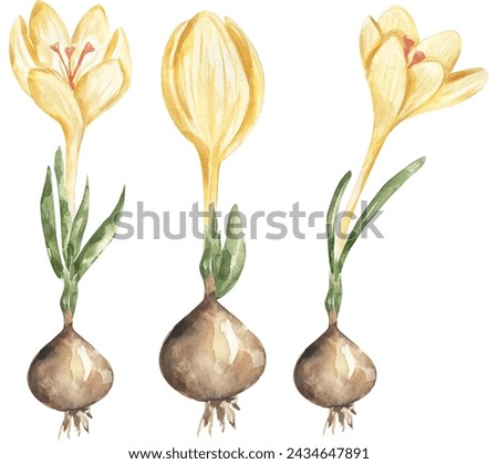 Yellow Crocus flower with bulb Clipart set, Watercolor Growing Stages of plant, Floral Growth illustration, Biology clip art
