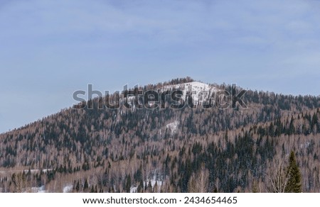 a beautiful picture of nature is a winter mountain slope in Altai with a mixed forest and trees standing without leaves