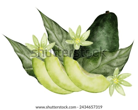 Avocado watercolor. Illustration of a ripe fruit on an isolated white background. Botanical composition with flowers, leaves and whole vegetable. Hand-drawn clip art for menu design, price tags
