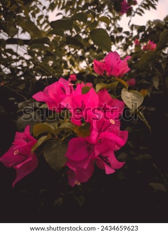 Bougainvillea glabra, the lesser bougainvillea or paperflower, is the most common species of bougainvillea used for bonsai. The epithet 'glabra' comes from Latin and means "bald".