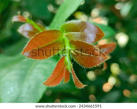 Stunning close-up of young light reddish leaves of Combretum rotundifolium plant with details ultrahd hi-res jpg stock image photo picture selective focus horizontal background side or straight view 