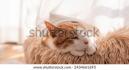 A sleeping cat peeking out from the curtain Royalty-Free Stock Photo #2434661693