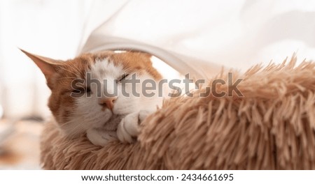 A sleeping cat peeking out from the curtain Royalty-Free Stock Photo #2434661695