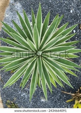 Spikey variegated Yucca plant pebbles Royalty-Free Stock Photo #2434664091