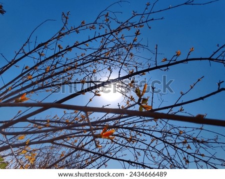 A beautiful picture of Autumn season shows sun light between leaves. 
