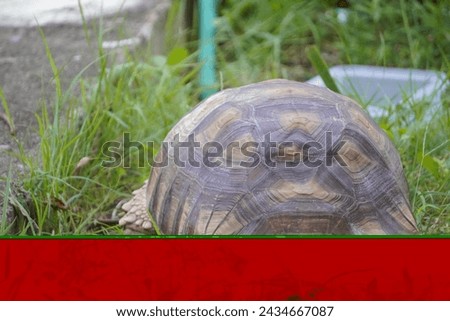 
(The camera broke)Sulcata tortoise walks around looking for something to eat.