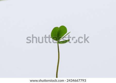 Clover leaves on white background