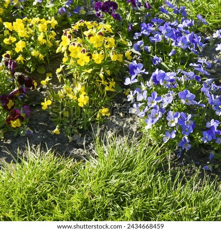 Beautiful colorful pansies in the garden. Vivid pansy flowers at the spring flowerbeds with selective focus. Flower summer background. Multicolored romantic pansies blooming. Spring