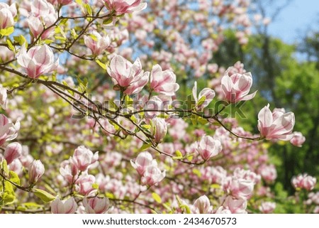 Blooming tree branch with pink Magnolia soulangeana flowers in park or garden on green background with copy space. Nature, floral, gardening.